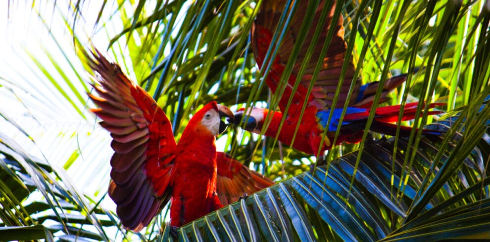 Scarlet Macaw Coconut Tree