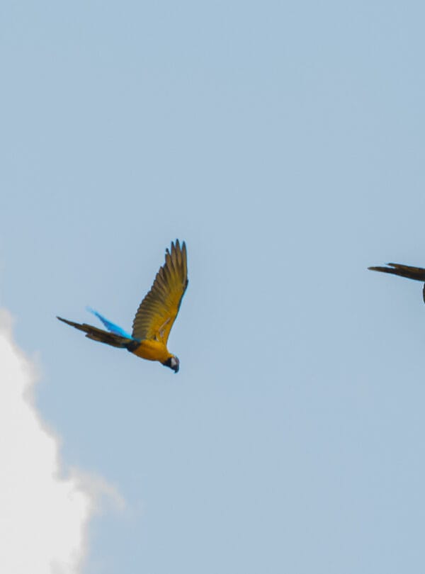 Macaw