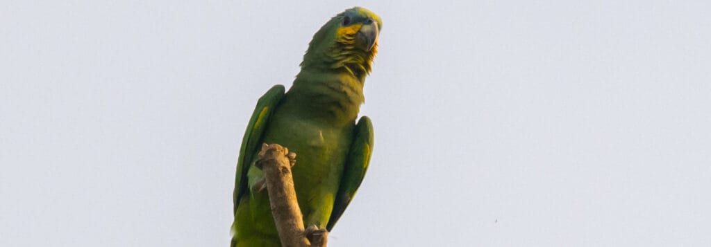 Orange winged amazon