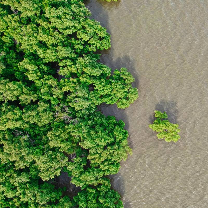 Demerara River Cruise