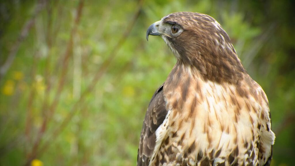 Red-tailed hawk