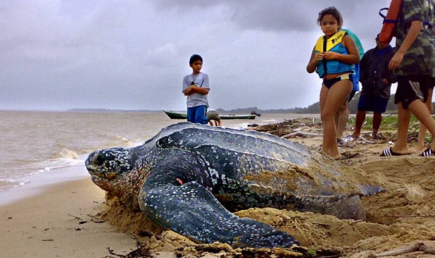 The wonders Leatherback turtles