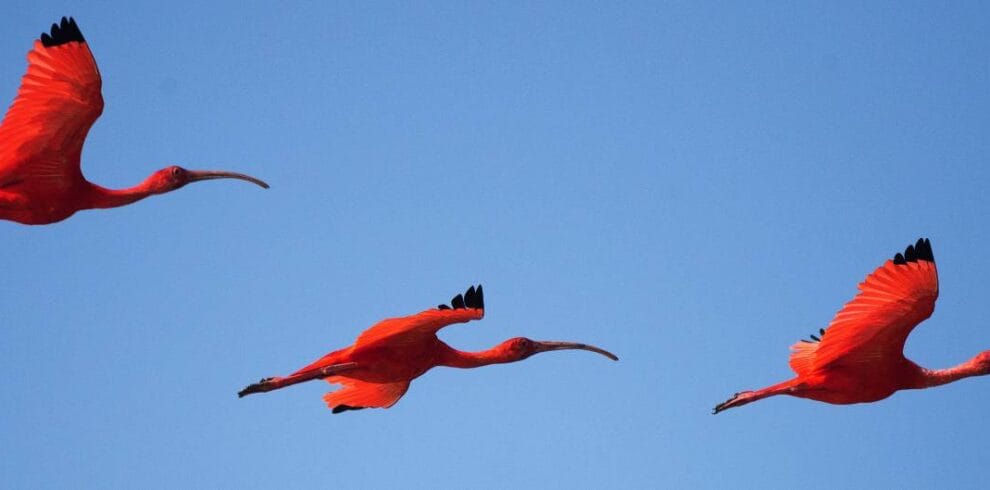 Scarlet ibis