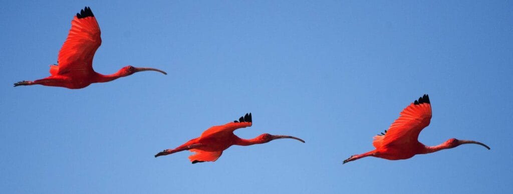 Scarlet ibis