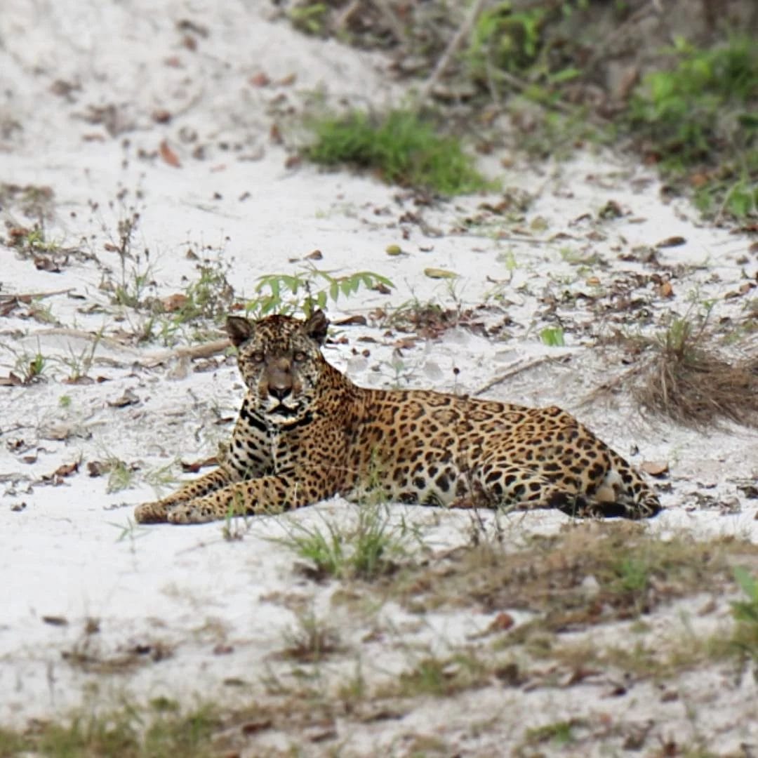Giants of Guyana - Jaguar
