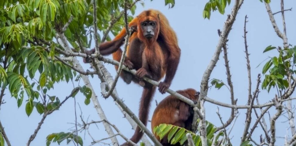 Red Howler Monkey