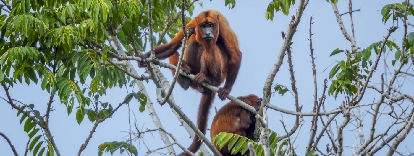 Red Howler Monkey