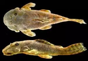 Another new species – this time a Plec is discovered in Guyana