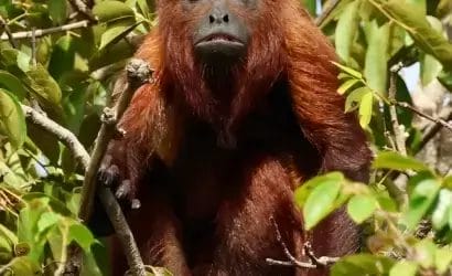 Red Howler Monkey