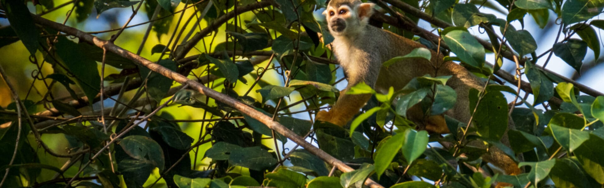 Squirrel Monkey