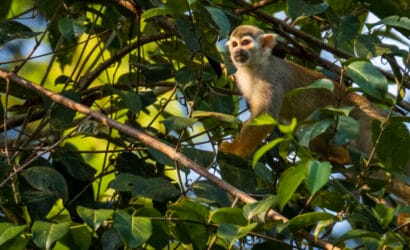 Squirrel Monkey