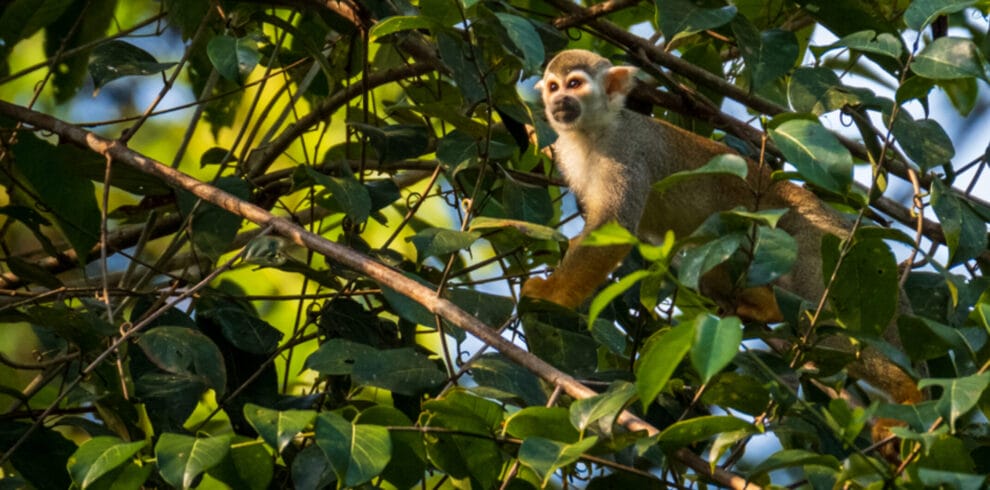 Squirrel Monkey