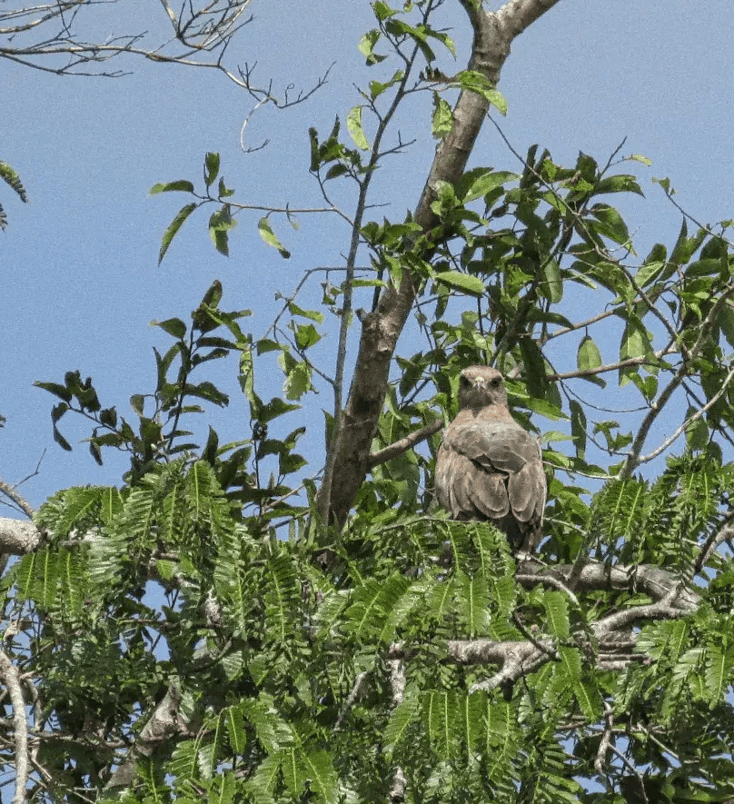 birding in guyana