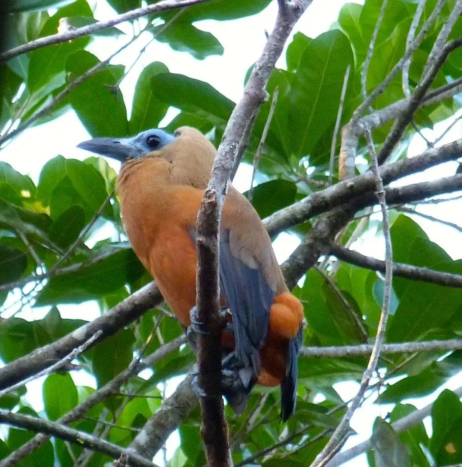 capuchin bird