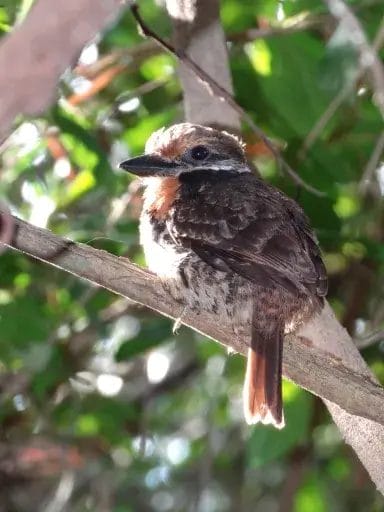 birding tour in the guyana