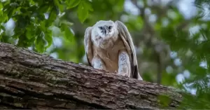 Harpy eagle