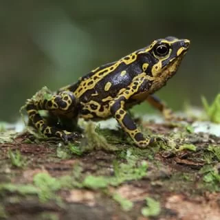Atelopus spumarius