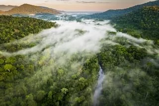 Atlantic Forest