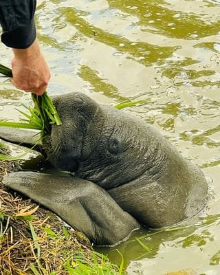 Manatee