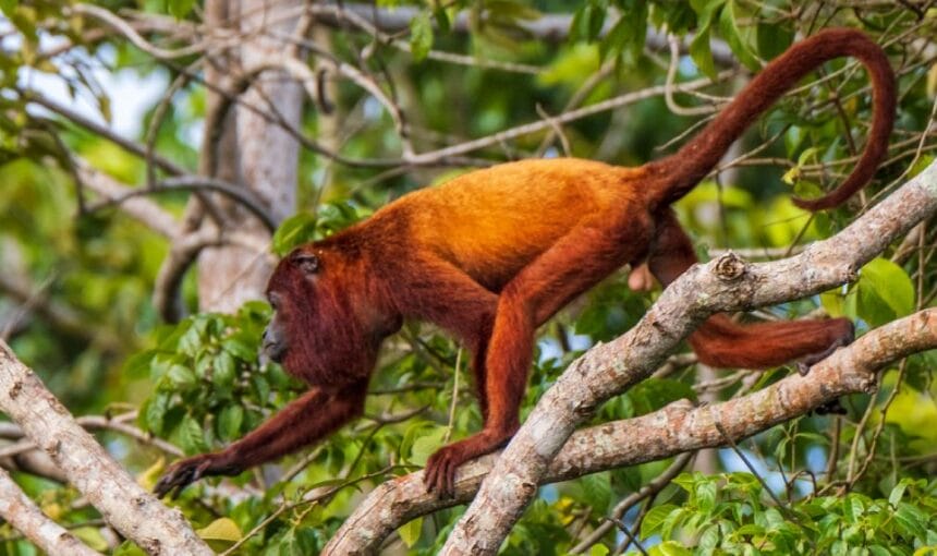 Wildlife Tours in Guyana