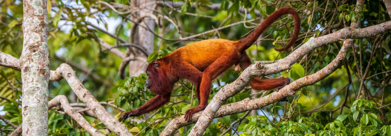 red howler monkey