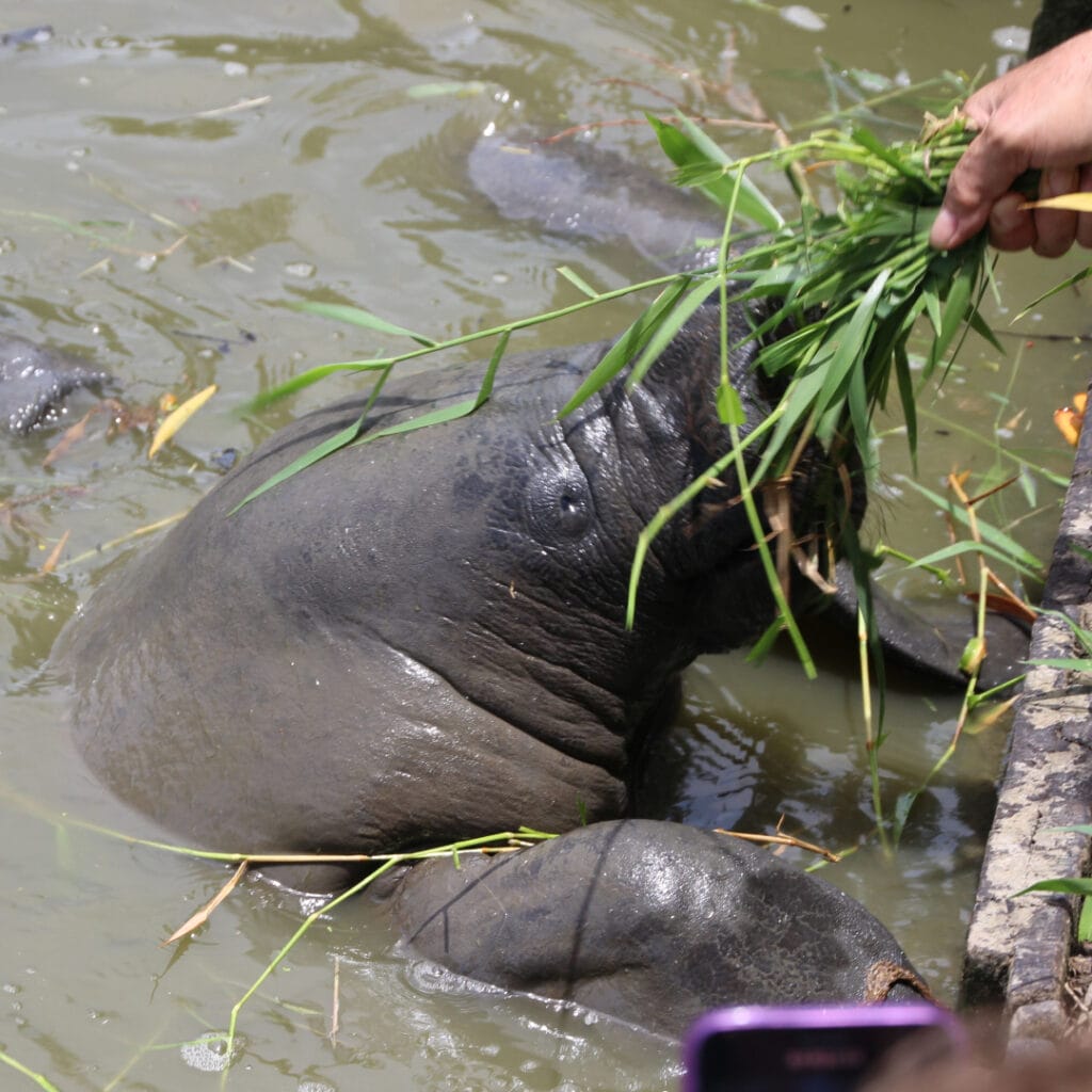 Amazonian manatee