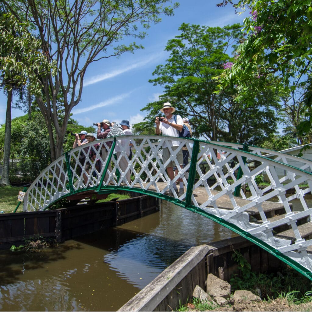 kissing bridge guyana