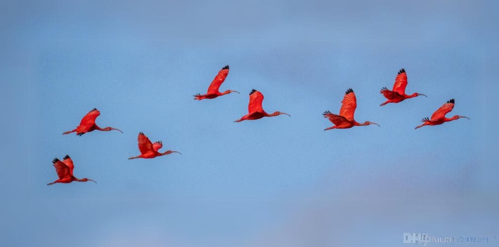 Guyana Birding On a Budget Tour 4