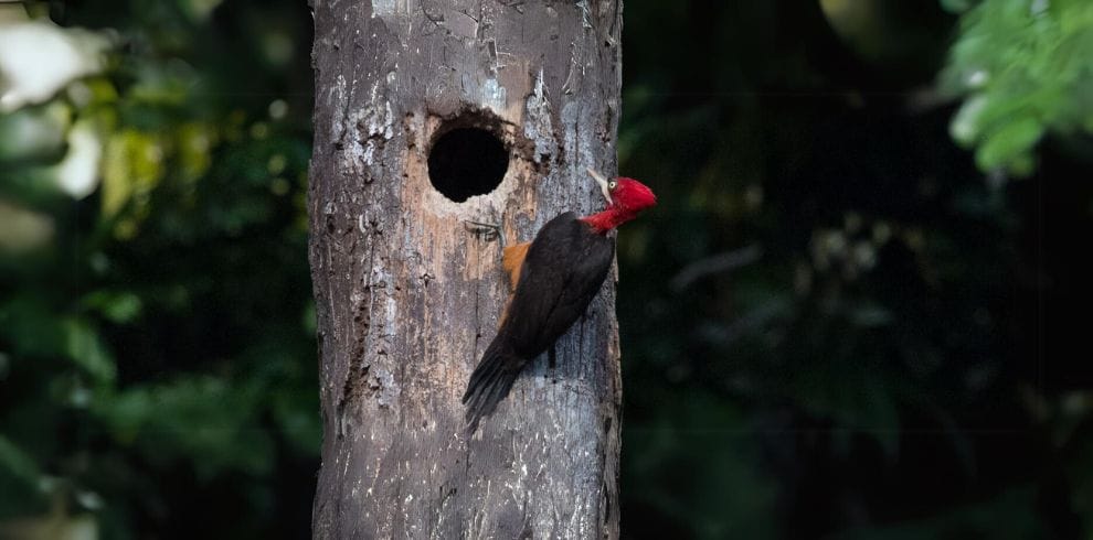 Guyana Birding On a Budget Tour