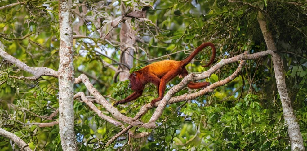 Red Howler Monkey