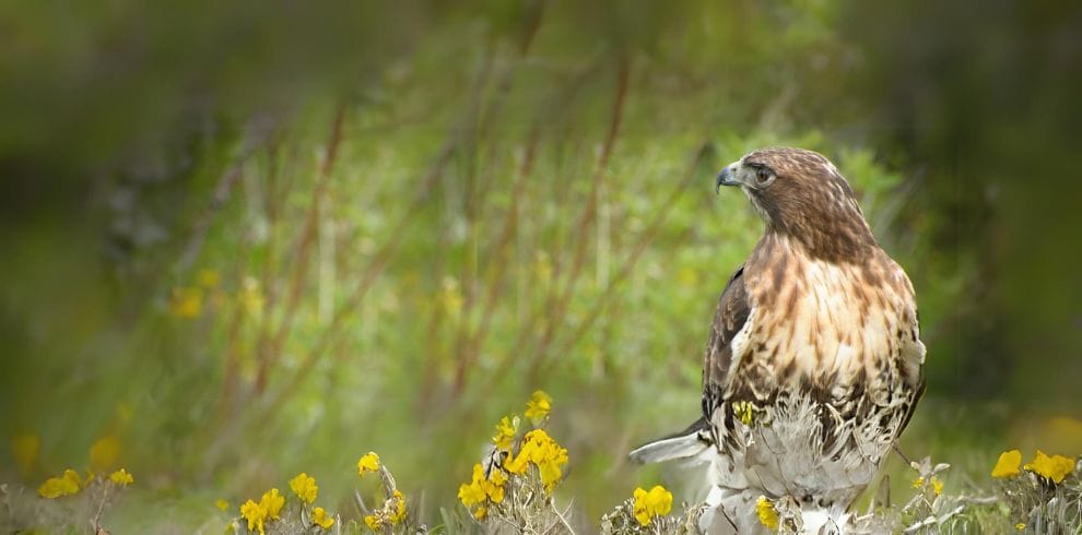 Rufous Crab Hawk