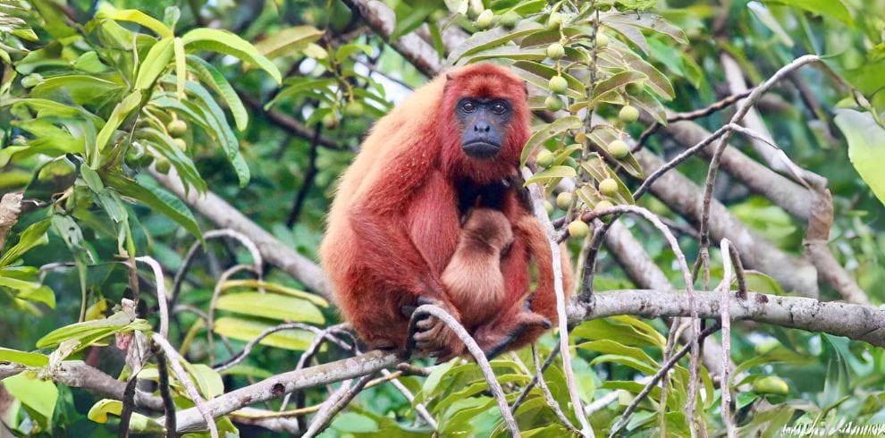 Red Howler Monkey