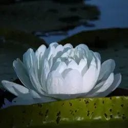 Victoria-Amazonica-1