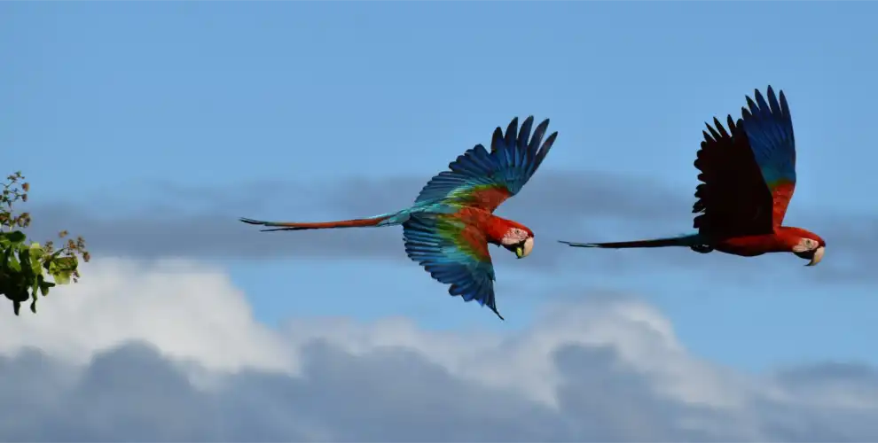 Pair of Macaw©Wally Prince (1)