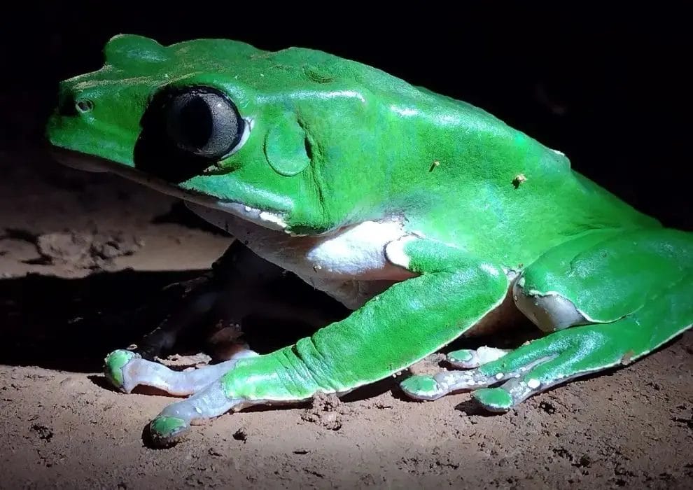 Giant leaf frog © Delon Williams