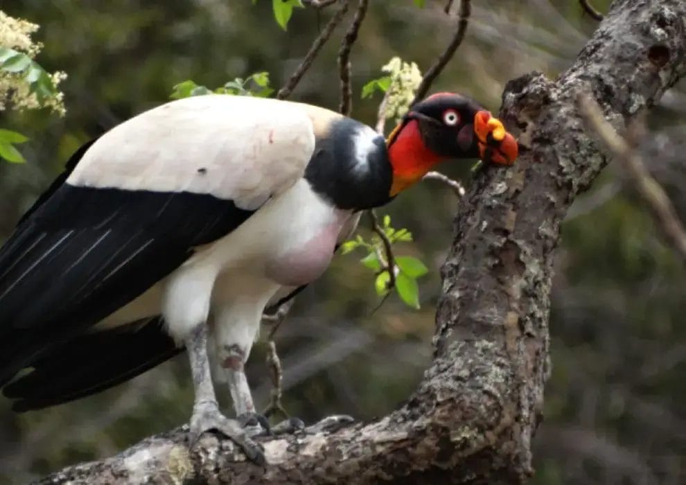 Guyana Nature Experience (1)