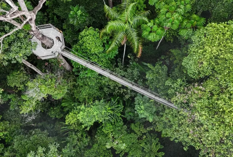 Iwokrama Canopy Walkway - © David DiGregorio