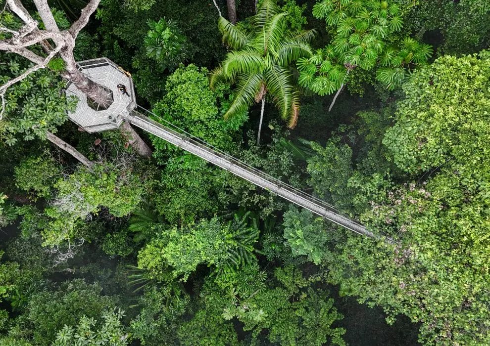 Iwokrama Canopy Walkway - © David DiGregorio