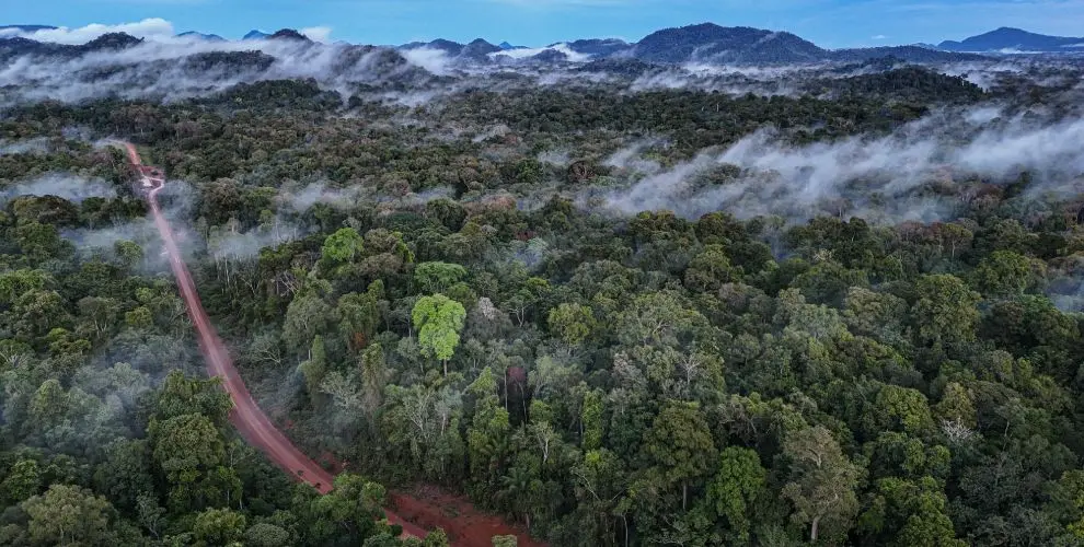 Mist Over the Forests of the North Rupunu ni with Road - © David DiGregorio