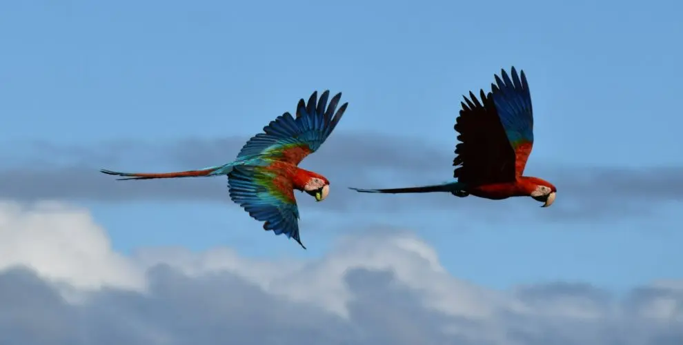 Pair of Macaw©Wally Prince