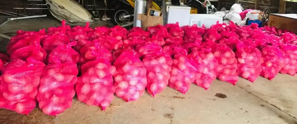 dry Coconuts