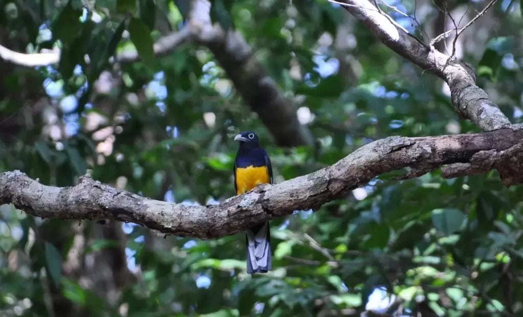 Blue and Yellow Bird - © David DiGregorio
