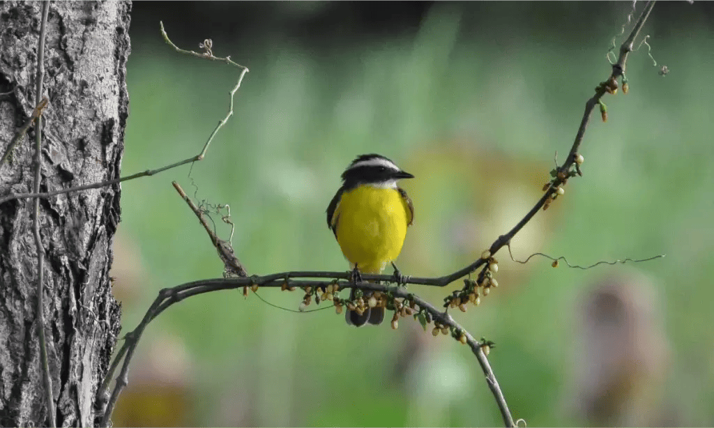 Yellow BIrd - © David DiGregorio
