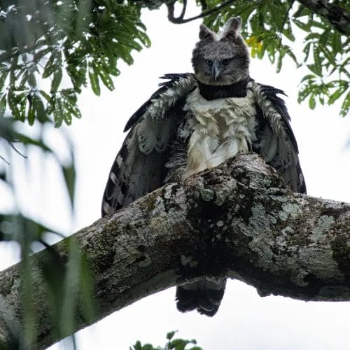 Harpy Eagle (Harpia harpyja)