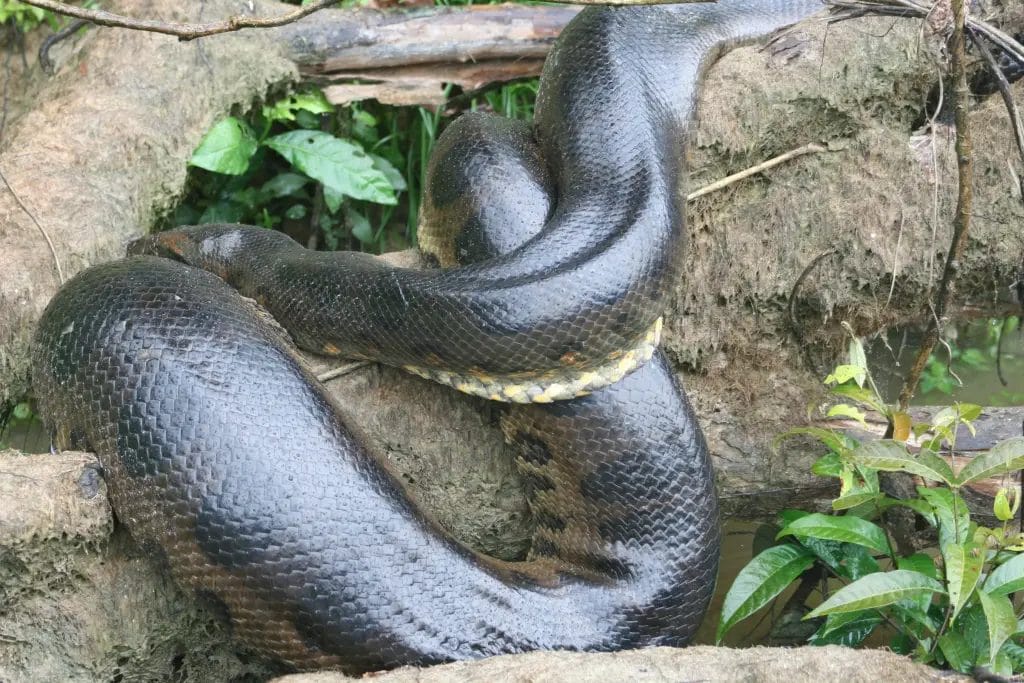 Green Anaconda