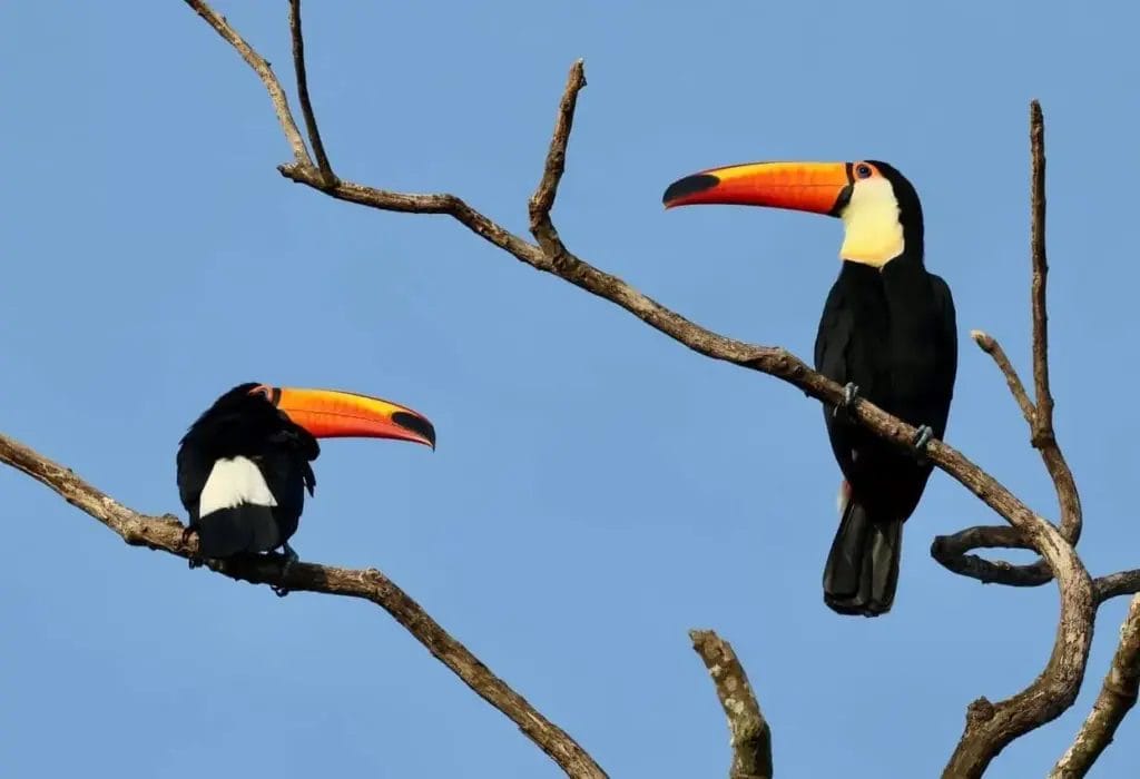 Two Toco Toucans perched on a branch in the Guyana rainforest